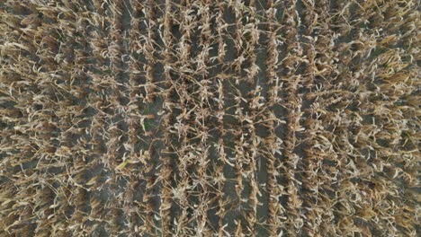 aerial top down view of stalks of corn on a farming field