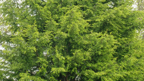 video footage of the foliage of the monterey cypress tree