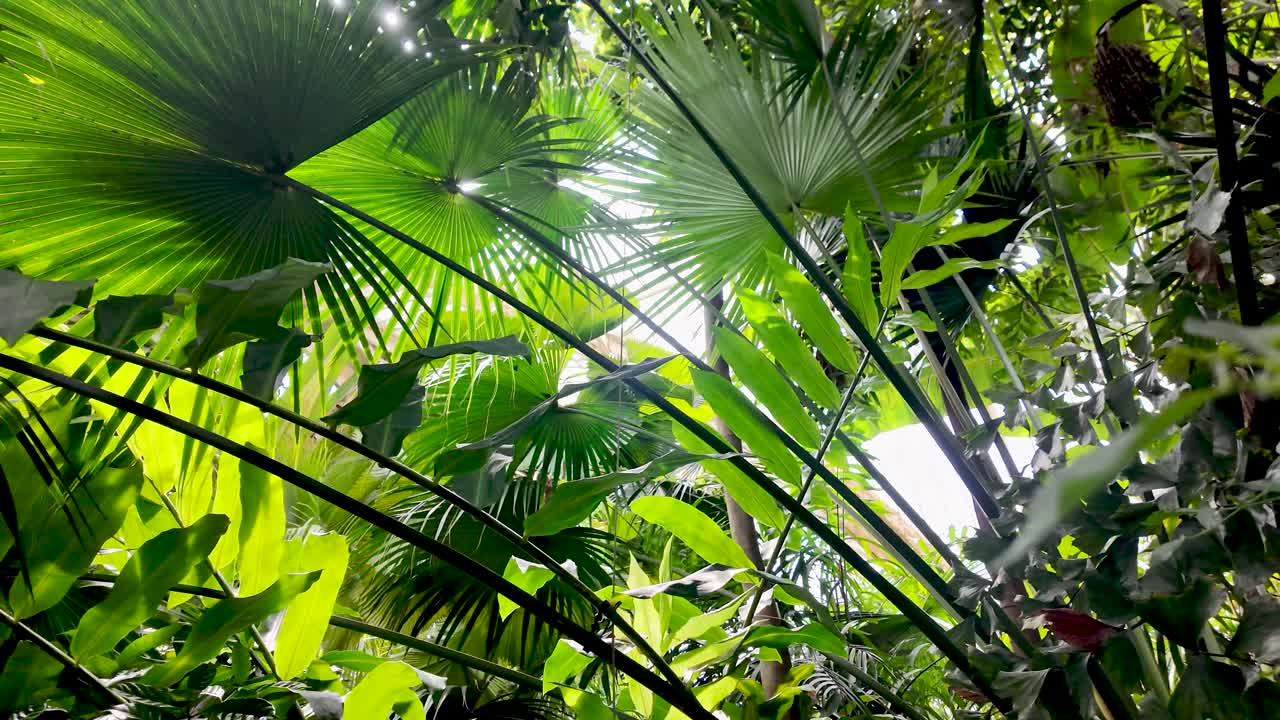 Sunlight filters through a dense canopy of lush tropical plants, creating a vibrant display of green hues