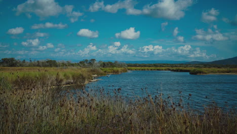 4k uhd cinemagraph - seamless video loop of pine tree forest and a water lagoon in the iconic maremma national park in tuscany, italy, with a blue sky and beautiful clouds