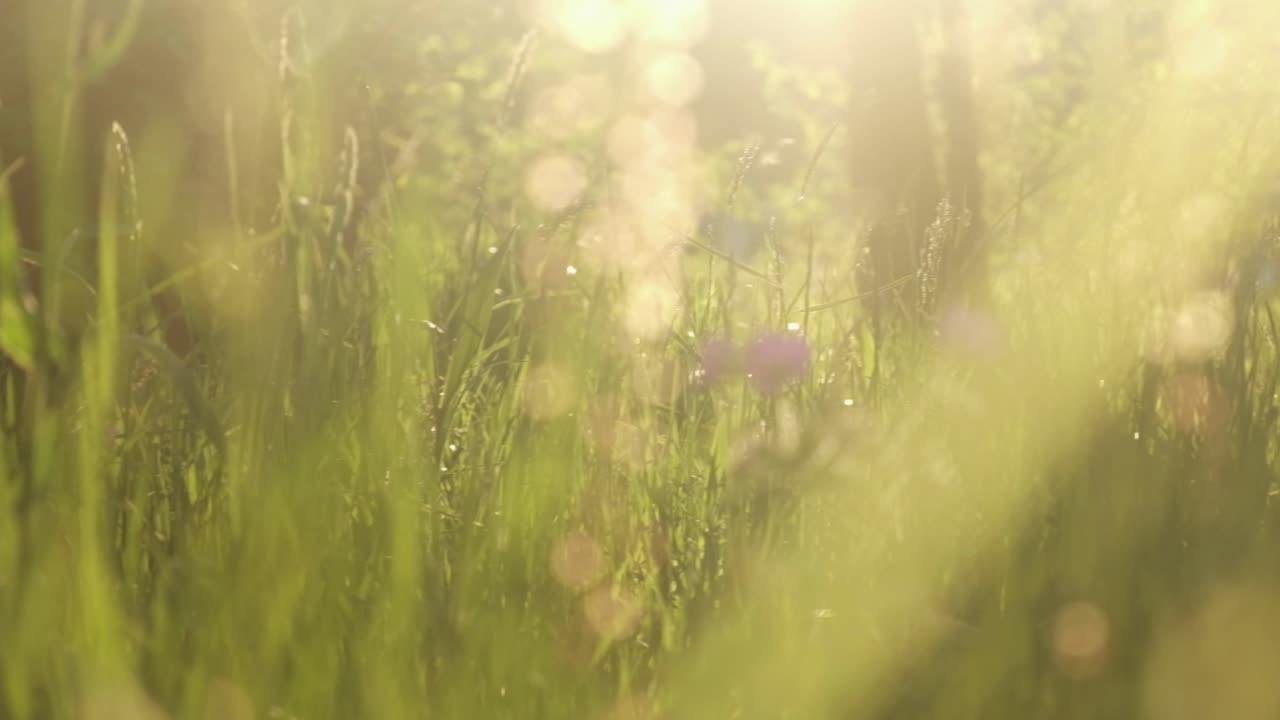 Dreamy field closeup grass during evening sunset vibe 4K 120p slomo