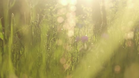 dreamy field closeup grass during evening sunset vibe 4k 120p slomo