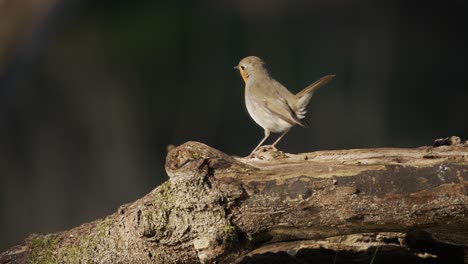 robin on a log