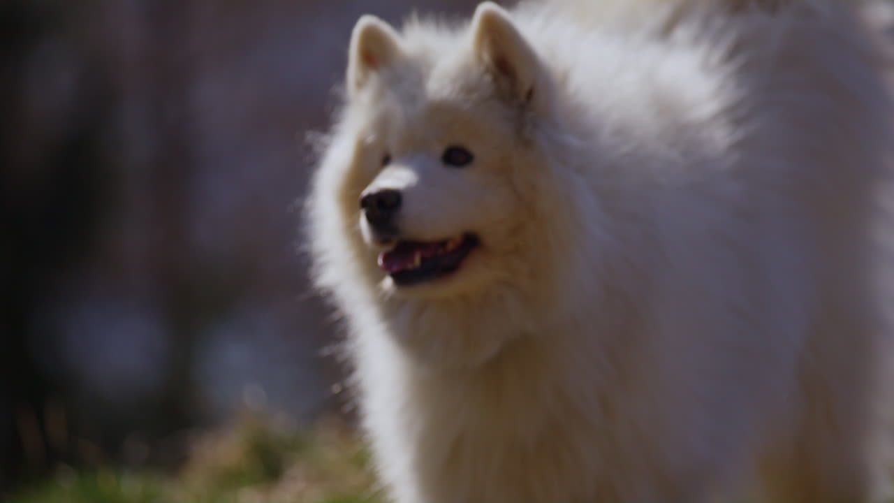 Samoyed and Shetland Sheepdog playing joyfully on a mountain field, surrounded by stunning alpine views and clear skies
