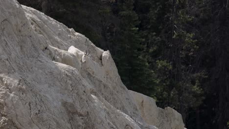 Cabras-Montesas-En-La-Ladera-De-La-Colina-En-El-Parque-Nacional-Jasper