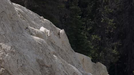 Bergziegen-Auf-Der-Seite-Des-Hügels-Im-Jasper-Nationalpark