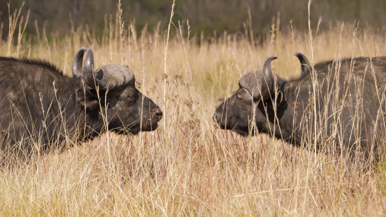 반추하는 케이프 버팔로 두 마리가 남아프리카 사바나에서 마주보고 있습니다.