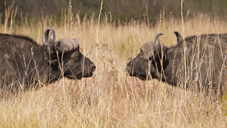 dos búfalos del cabo rumiantes se encuentran cara a cara en la sabana sudafricana