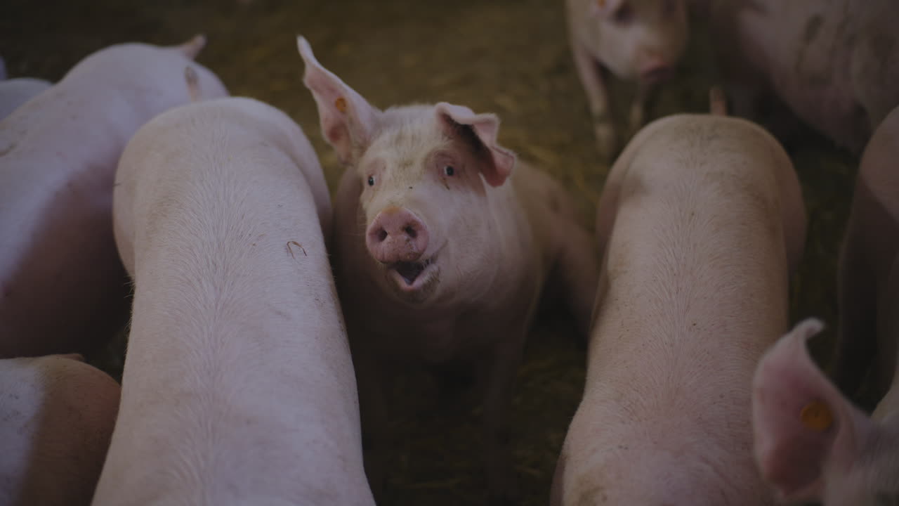 свиньи на ферме