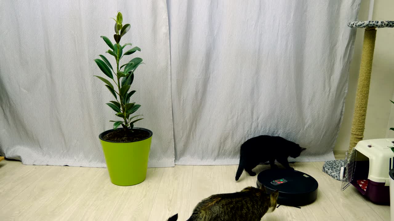 두 귀여운 어린 고양이가 로 진공청소기에서 바닥을 청소하는 것을 지켜보고 있습니다.