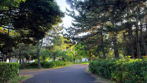 sunlit pathway lined with lush trees in a tranquil park setting, creating a peaceful ambiance