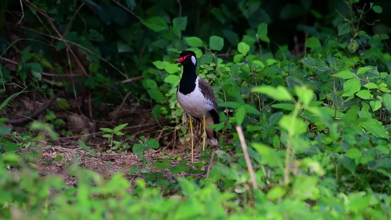 el avefría de barbas rojas es una de las aves más comunes de tailandia