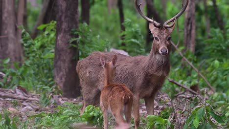 el ciervo del campo es una especie en peligro de extinción debido a la pérdida de hábitat y la caza