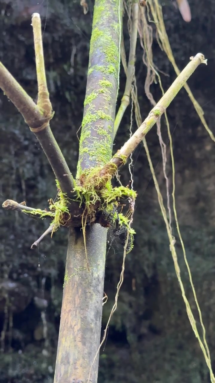 Bemosde bamboestengel in tropisch bos met watervalachtergrond