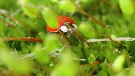 Close-up-wildlife-of-a-ladybug-in-the-green-grass-in-the-forest