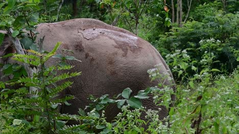 los elefantes asiáticos son especies en peligro de extinción y también son residentes de tailandia