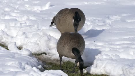 2 canadian geese searching for food in the snow