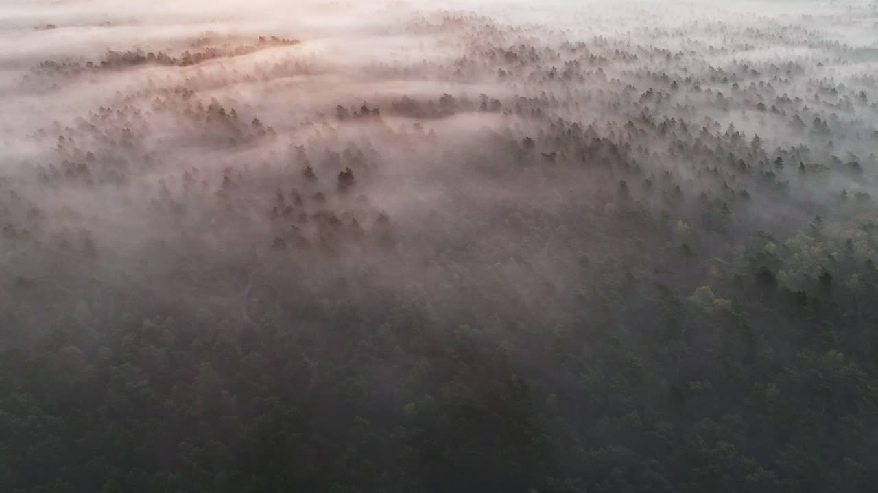 Misty Forest Sunrise from Above
