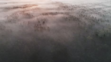 misty forest sunrise from above