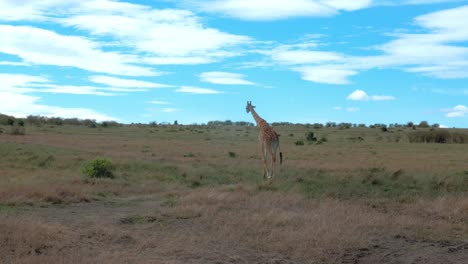 una jirafa solitaria camina bajo un cielo azul claro a través de las verdes llanuras de la sabana africana