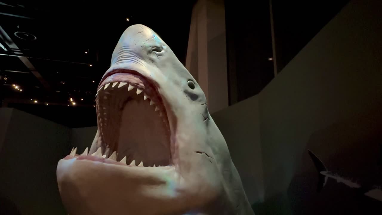 Great White Shark head wide big teeth open mouth museum model exhibit wide centred