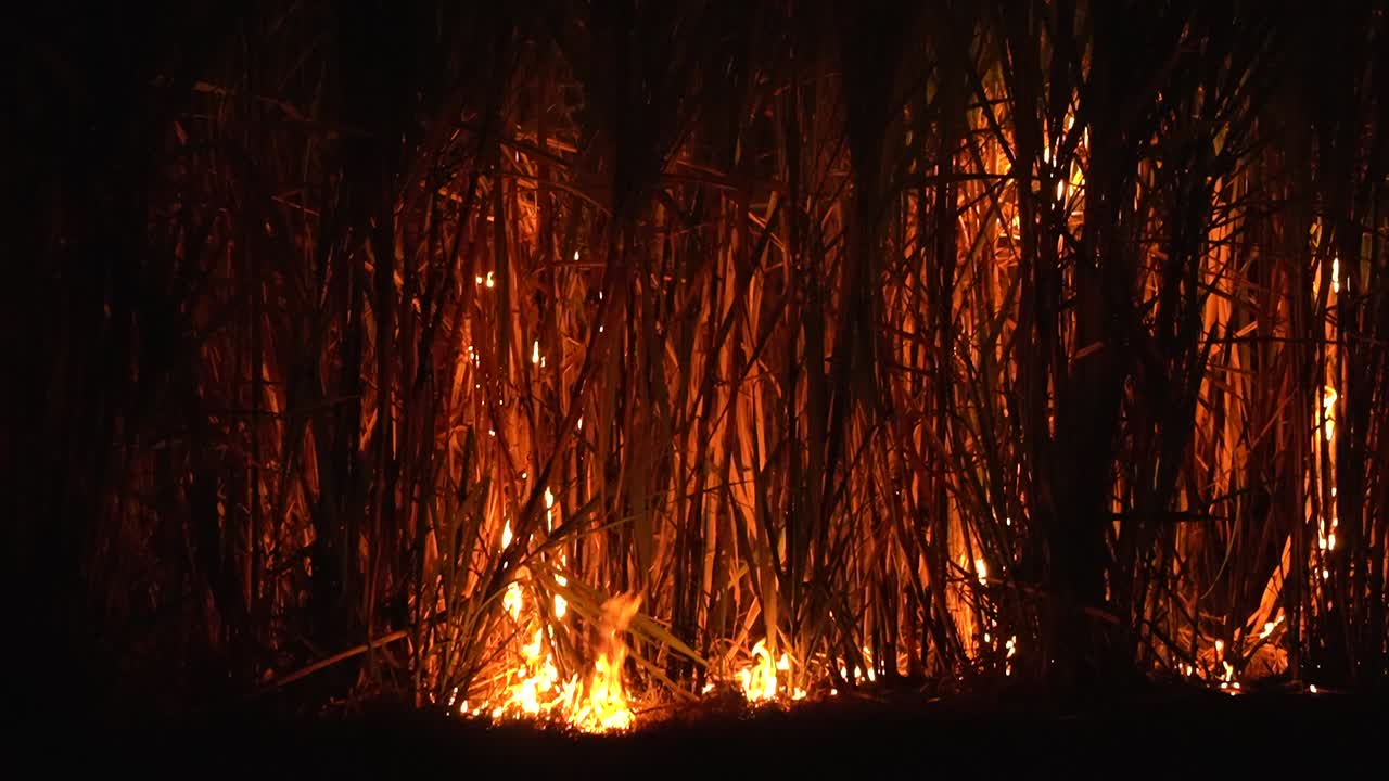 Sugarcane Field Burning at Night