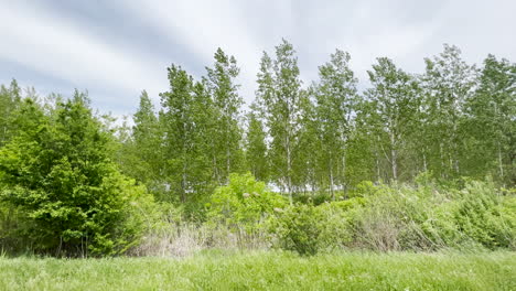 wooded landscape at river embarkment on windy spring day