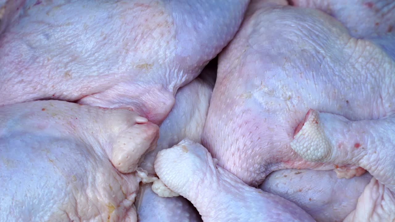 원시 다리 배경 회전