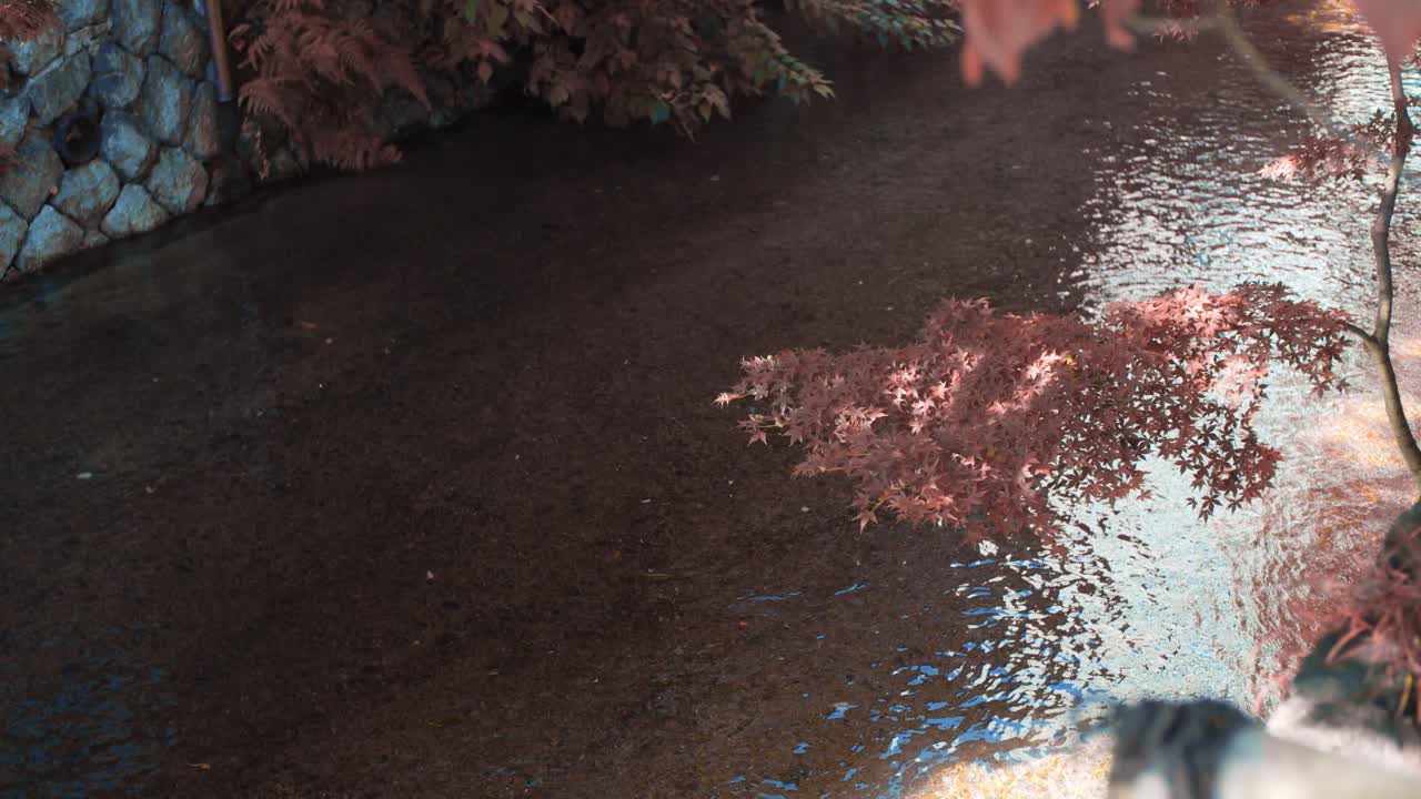 일본 교토의 잔잔한 강 위에 매달려 있는 가을의 아름다운 오렌지색 모미지는 부드러운 조명 슬로우 모션 4k