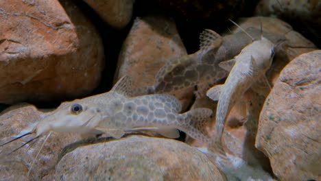 some catfishes swimming in aquarium