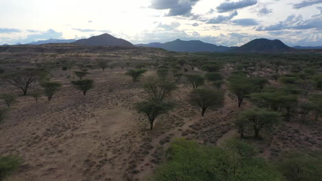 desert kenya, africa landscape of a trees from the air during dusk on a hot day