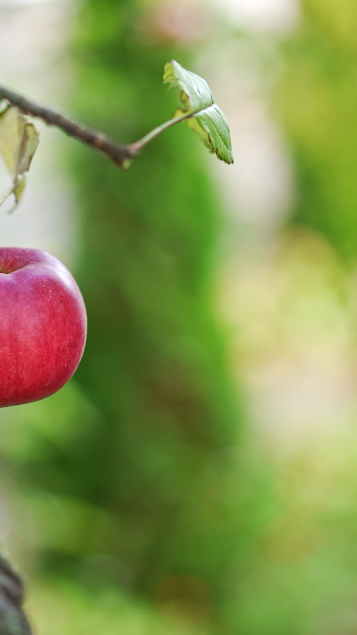 Beautiful ripe red apples hanging from a tree trunk. Male hands picking fresh organic fruit. Blurred backdrop. Vertical video