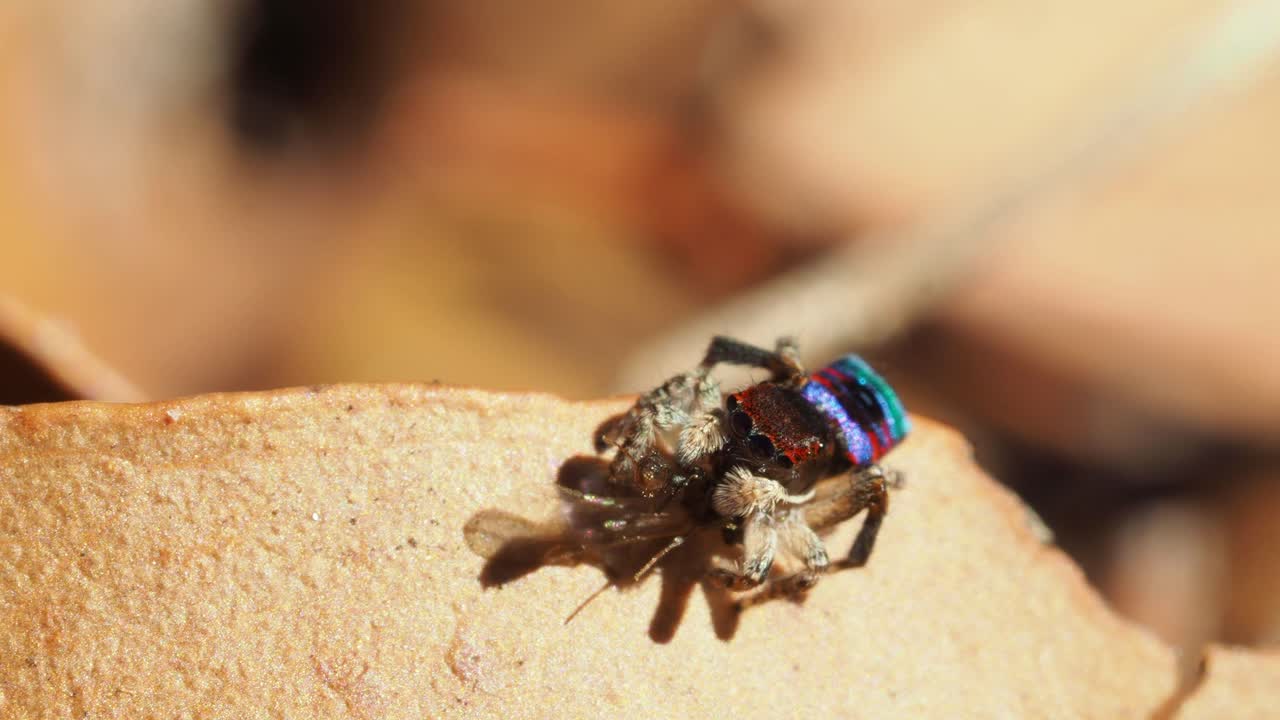 비행 개미를 먹는 활성 남성 maratus 점프 거미