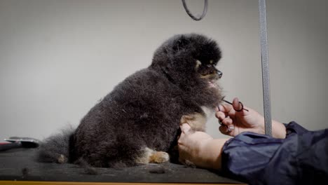 a dark and sweet dog sits quietly while the groomer shears her hair in the spa salon for animals