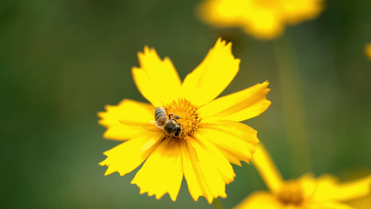 Bee collects nectar in yellow flowers in summer herb garden. Yellow daisy
