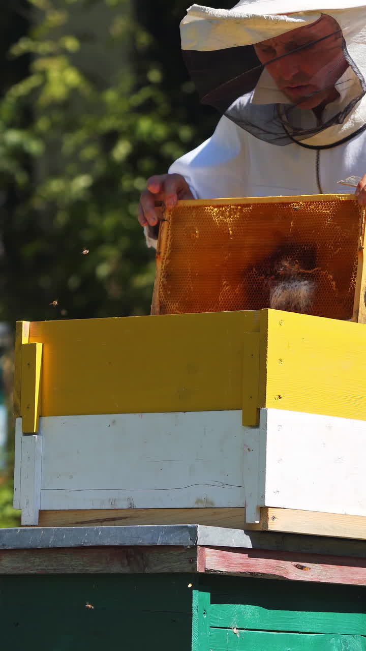 Apiarist Collecting Pollen From Beehive. Male beekeeper in professional beekeeper costume inspects wooden frame with honeycombs. Vertical video