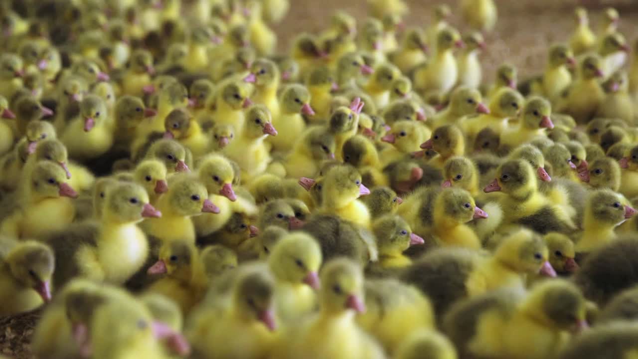 Gänseküken in einer Aufzuchtstation im Frühling