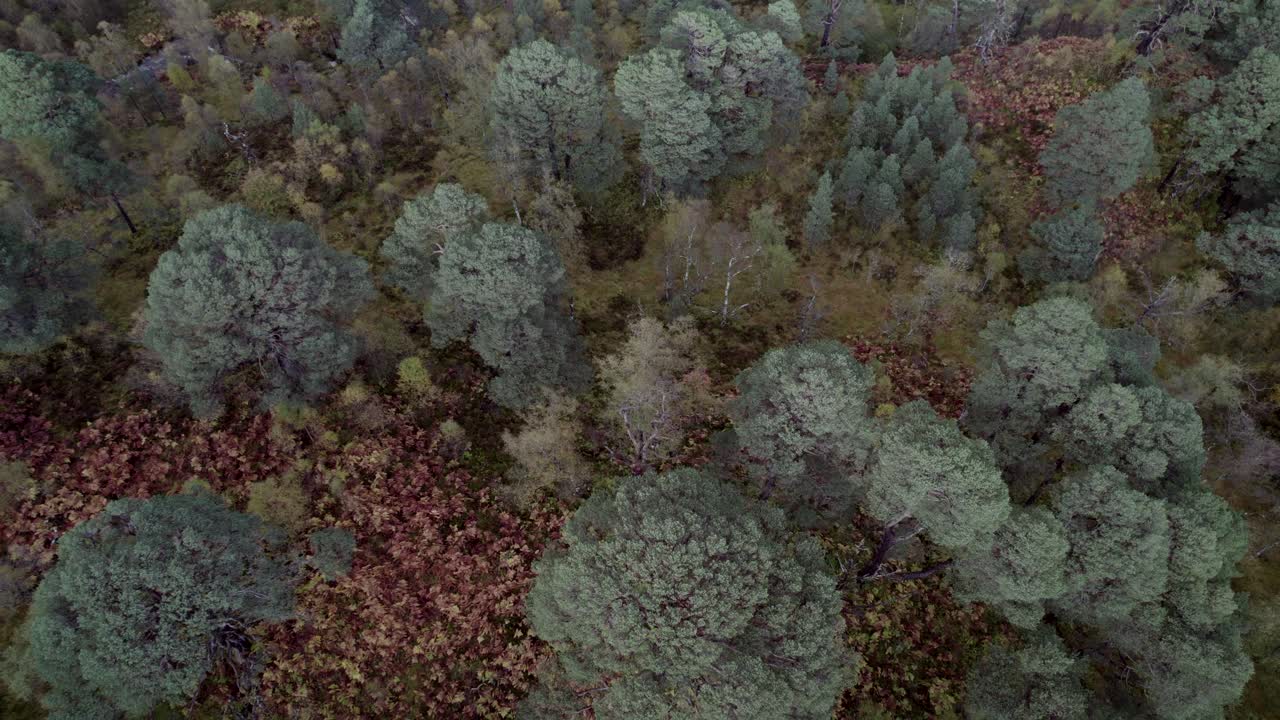 imágenes de drones que se elevan directamente sobre un bosque y las copas de los árboles de los antiguos pinos silvestres en otoño para revelar un fragmento aislado del bosque caledonio