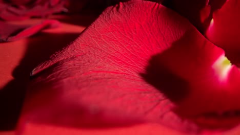 shadow hides a elegant red rose as natural light moves across the flower, macro shot.