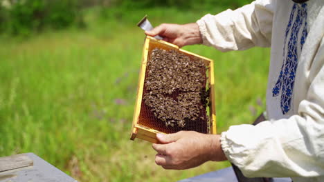 beekeeper inspects bees frame. frame with bees in farmer's hands on apiary. apiarist looking at bees which crawl on frame on nature background.