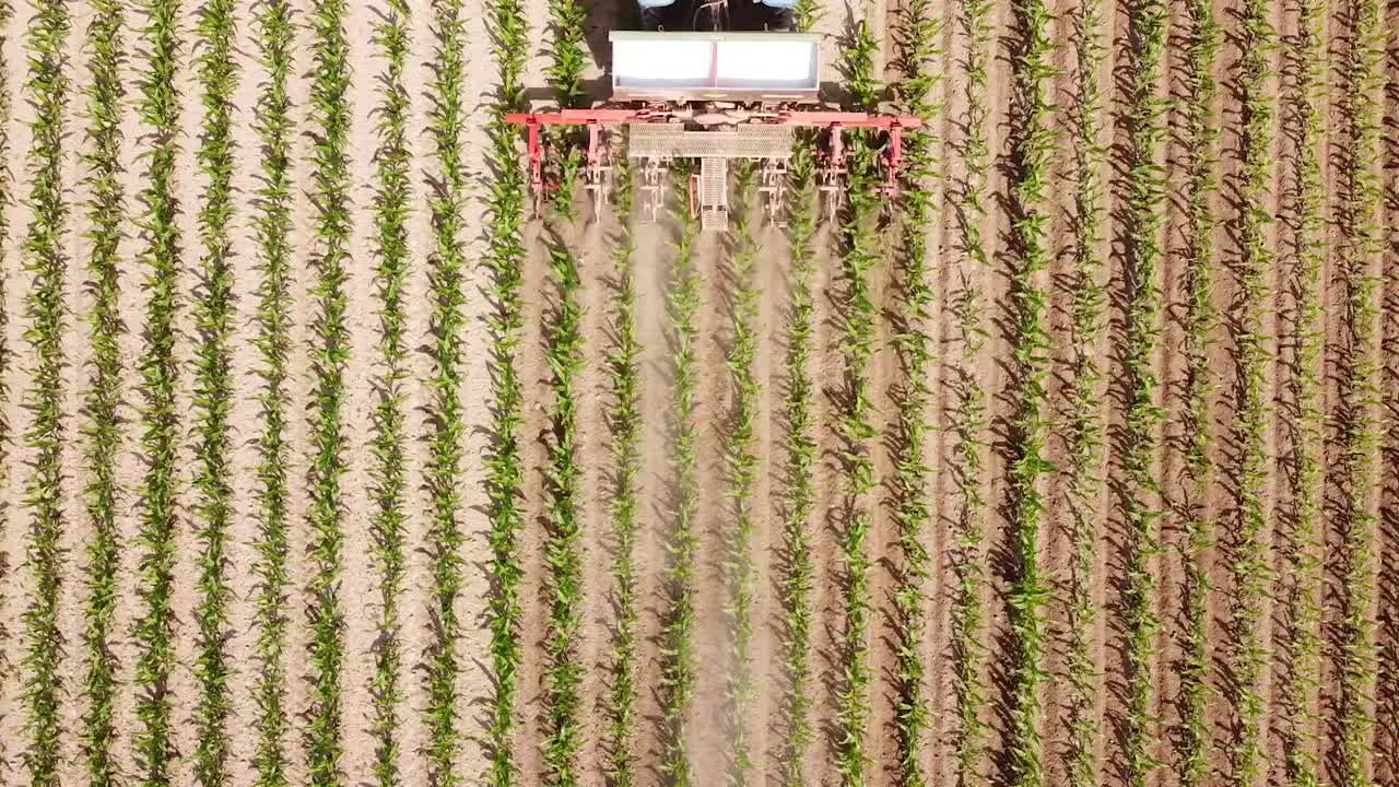 zumbido de un tractor en el maíz