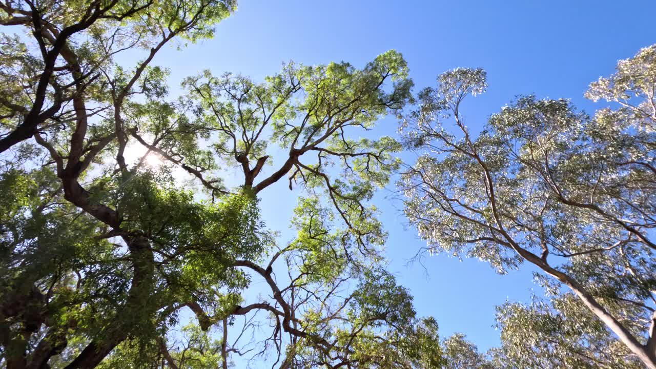 Time-lapse of sky through moving treetops