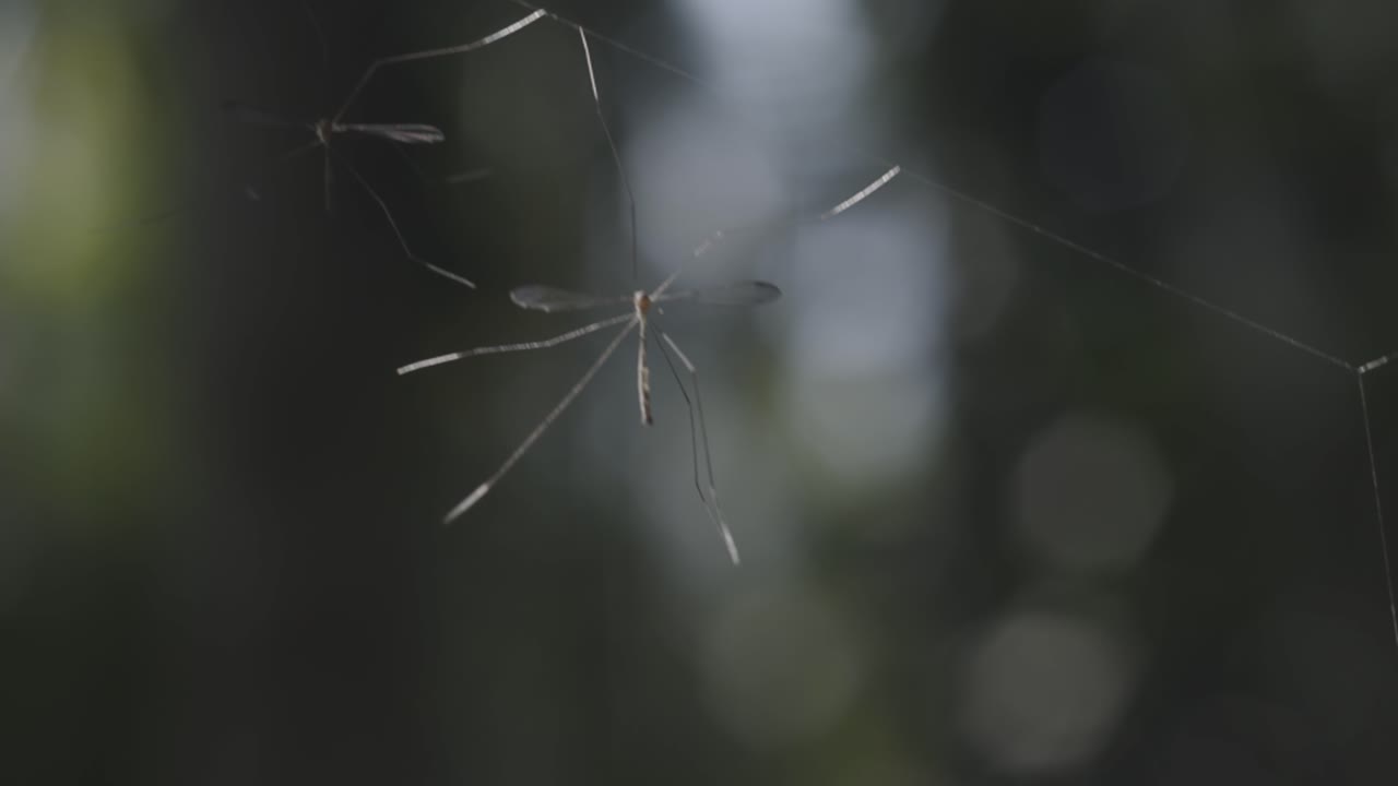 Close-up of Dolochopeza insects on a web in a forest, with a dark and blurred background