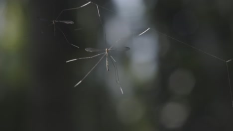 primer plano de insectos dolochopeza en una red en un bosque, con un fondo oscuro y borroso