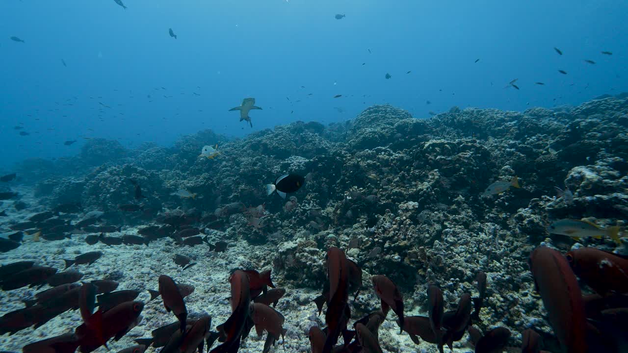 tiburón de arrecife de punta blanca en aguas claras nada sobre un arrecife de coral tropical en un atolón del océano pacífico sur con peces de arrecife coloridos alrededor