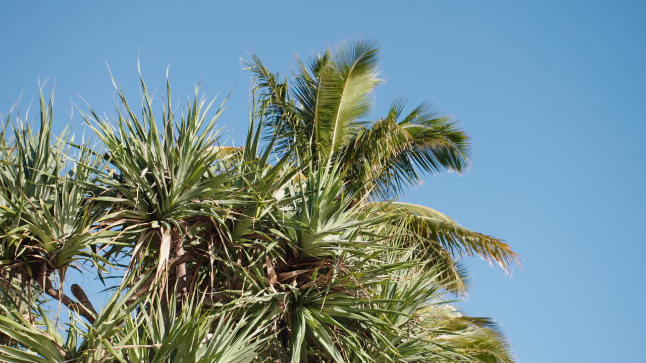 pandanus y hoja de palmera vista hacia arriba con cielo azul, motoin lento de 4k