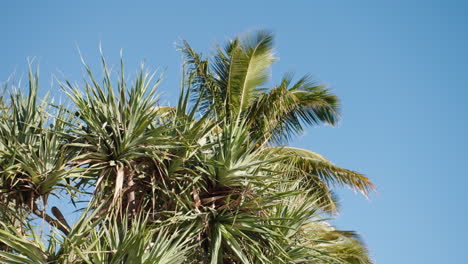 pandanus and palm tree leaf upwards view with blue sky, 4k slow motoin