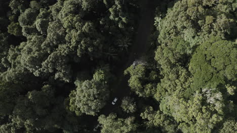 4K-Drohnenaufnahme,-Die-Drei-Weiße-Autos-Umkreist,-Die-Auf-Einer-Unbefestigten-Straße-In-Einem-Grünen,-Dichten-Wald-In-Australien-Fahren