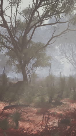 foggy forest in the australian outback