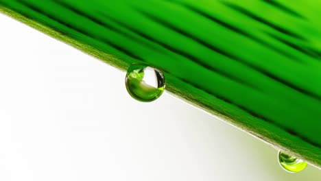 water or tree sap hanging from the underside of a tropical green leaf